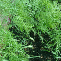 Plant de fenouil par 6