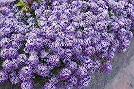 Alysse mauve retombante x 1