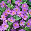 Bacopa rose x 1
