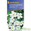 Bacopa blanc