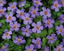 Bacopa bleu mauve x 1