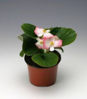 Bégonia grosse fleur rose
