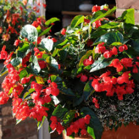 Bégonia grosse fleur rouge