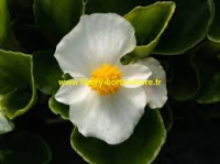 Bégonia grosse fleur blanc