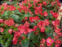 Bégonia big fleur rouge feuille verte x 1