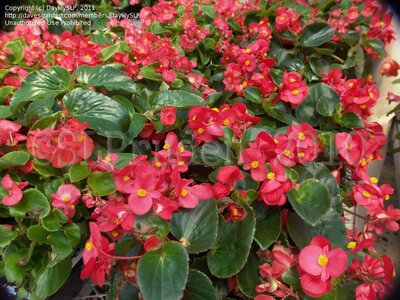 Bégonia big fleur rouge feuille verte x 1