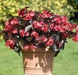 Bégonia big fleur rouge feuille foncée x 1