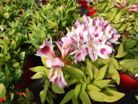 Alstromeria rose et blanc