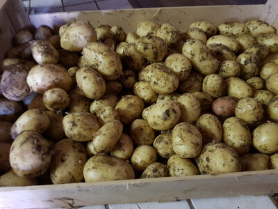 Pomme de terre gourmandine