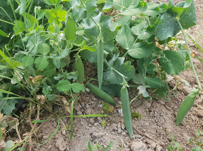 Petit pois