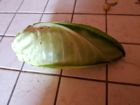 Choux vert pointu ou choux nouveau