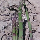 Asperges vertes