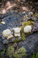 Savon joli minois edition jungle