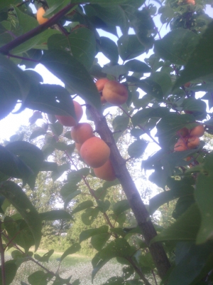 Abricots 'bergeron'