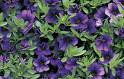 Callie ( million bells) bleu foncé