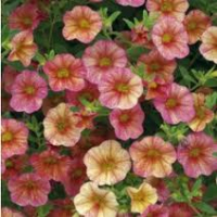 Callie(million bells)rose bicolore,jne crèmex1