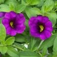 Callie ( million bells)  violet pur