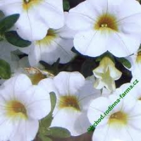 Callie ( million bells)  blanc