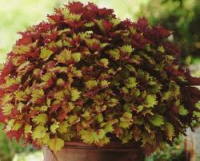 Coléus henna x 1