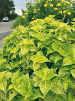 Coléus grand electric x 1