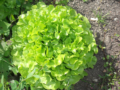 Salade feuille de chêne verte