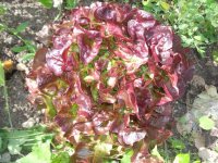 Salade feuille de chêne rouge