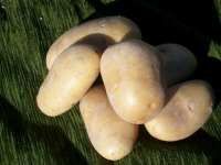 Pommes de terre nouvelles