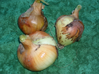 Oignon jaune à cuire