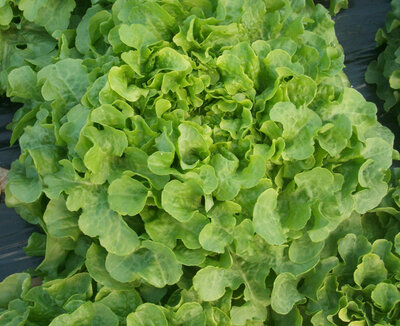 Feuille de chêne blonde