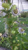 Passiflore ' fruit de la passion' en pot 3l