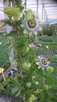 Passiflore ' fruit de la passion' en pot 3l