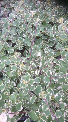 Plectranthus