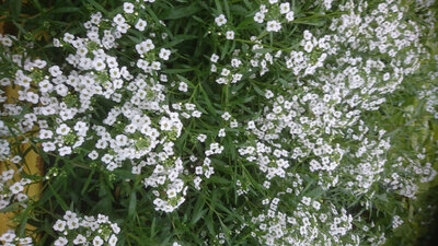 Lobularia blanc