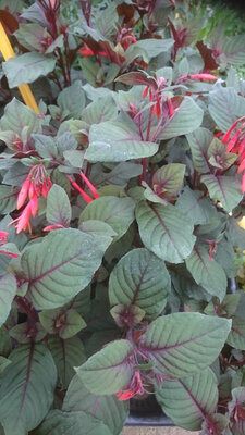 Fushia de soleil