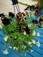 Suspension surfinia mélange