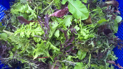 Mesclun avec jeunes pousses asiati