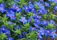 Anagallis monelli  sky lover bleu