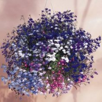 Lobelia retombant regatta