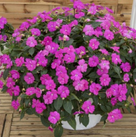 Impatiens sunpatiens vigorous