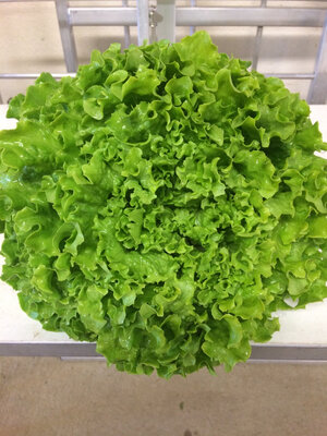 Salade variété batavia blonde