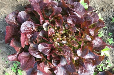 Salade rousse bio