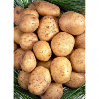 Pomme de terre  samba