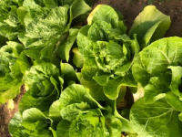 Chou chinois pé-tsaï