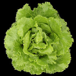 Salade batavia