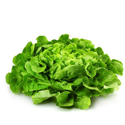 Salade feuille de chêne blonde