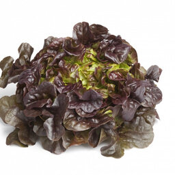 Salade feuille de chêne rouge