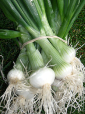 Oignon blanc petit en botte