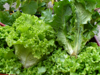 Salade feuille de chêne