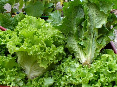 Salade feuille de chêne