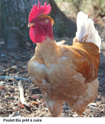 Poulet de chair 1kg600 - 1kg800